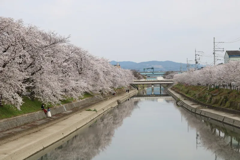 前川堤の桜並木 1