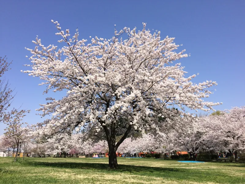 東公園さくら山