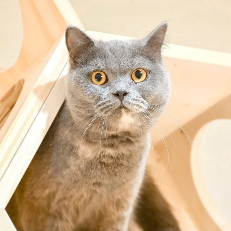 Cat Café MOFF アリオ倉敷店 2