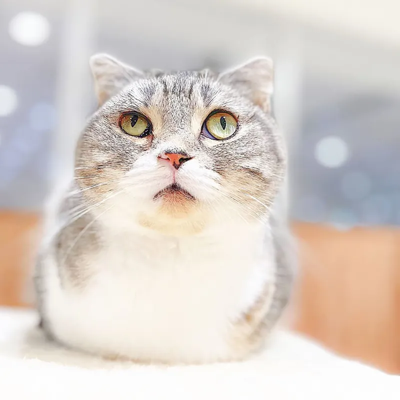 Cat Café MOFF アリオ倉敷店 3