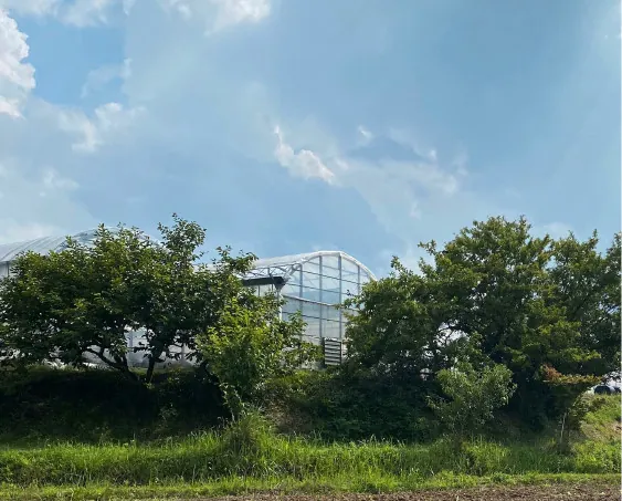 コンドウ農園