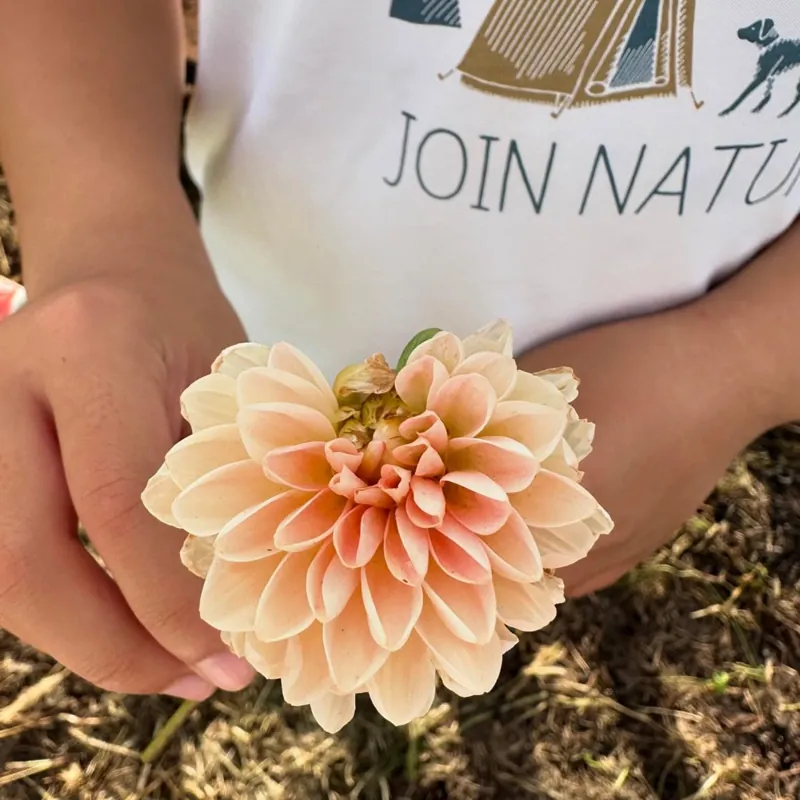 THE DAHLIA ダリア摘み採り園 2