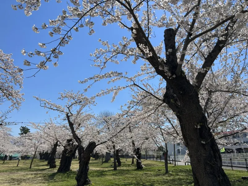 青葉ヶ丘公園