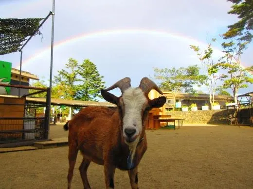 八木山動物公園 2
