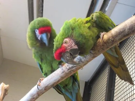 八木山動物公園 3