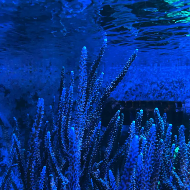 蒲郡市竹島水族館 2