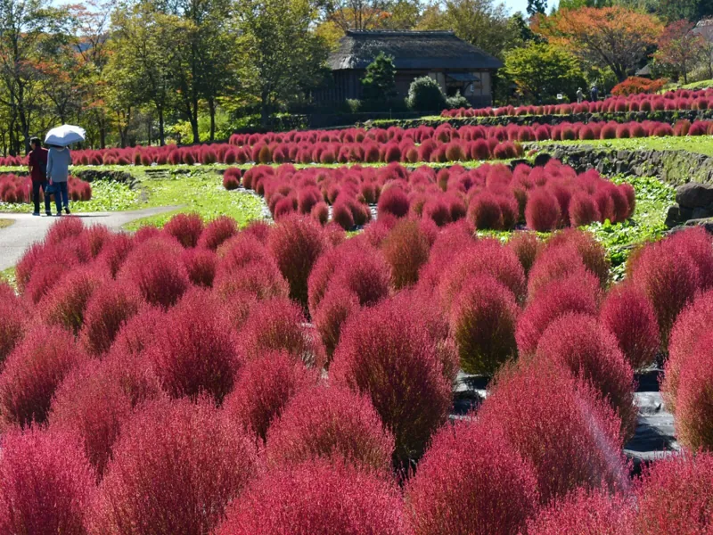 国営みちのく杜の湖畔公園