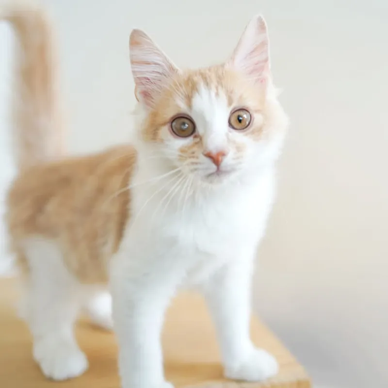 Cat Café MOFF SHIMINT HIROSHIMA店 3