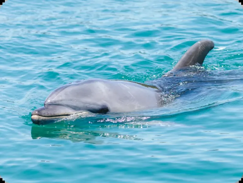 じゃのひれDolphin Arch Awaji 2