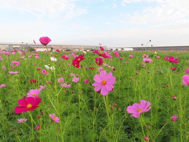 花の海