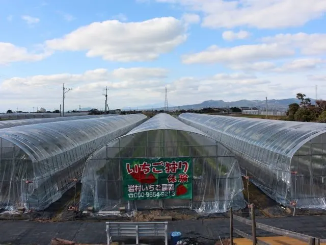 いちご狩り 岩村観光農園 3