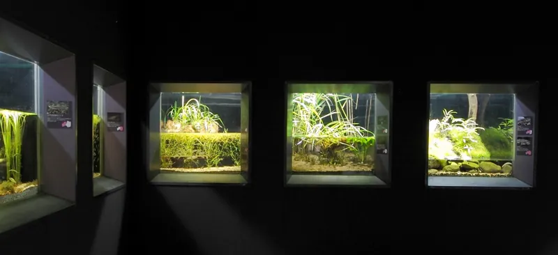 アクアマリンいなわしろカワセミ水族館