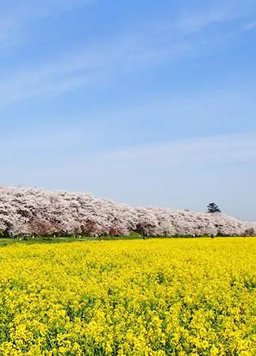 権現堂堤（県営権現堂公園）