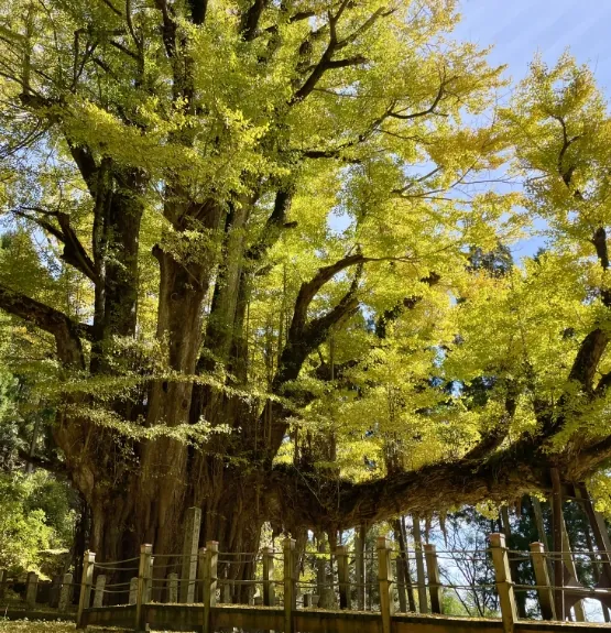 菩提寺の大イチョウ 1