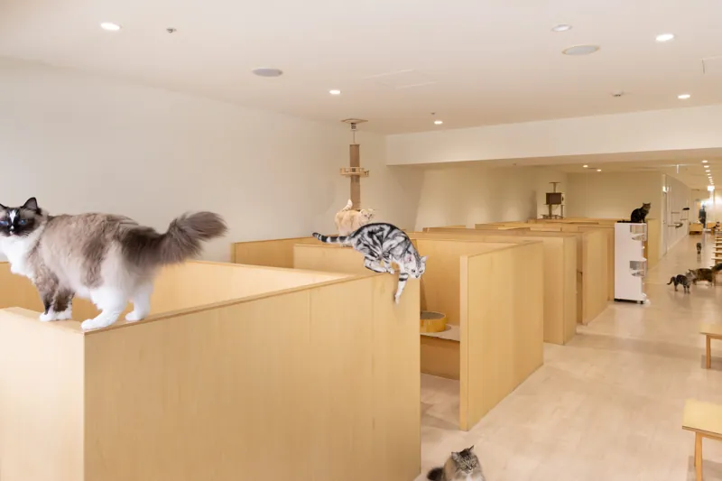 Cat Café MOFF 静岡PARCO店 2