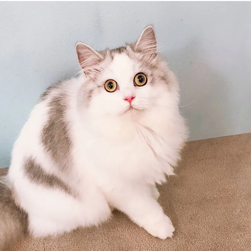 Cat Café MOFF 静岡PARCO店 3