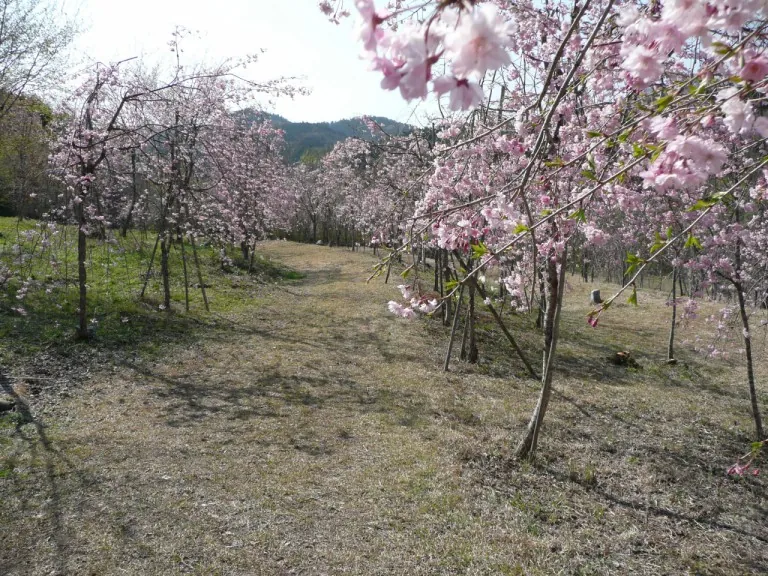 花面公園