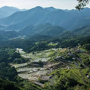 丸山千枚田 3
