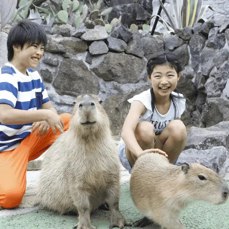 伊豆シャボテン動物公園 2