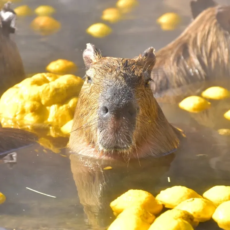 伊豆シャボテン動物公園 3