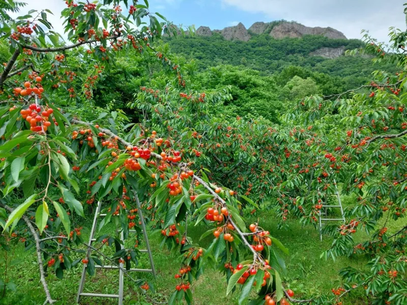 八剣山果樹園 2