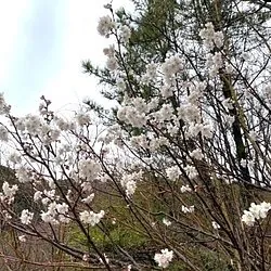山の寺 邑居 1