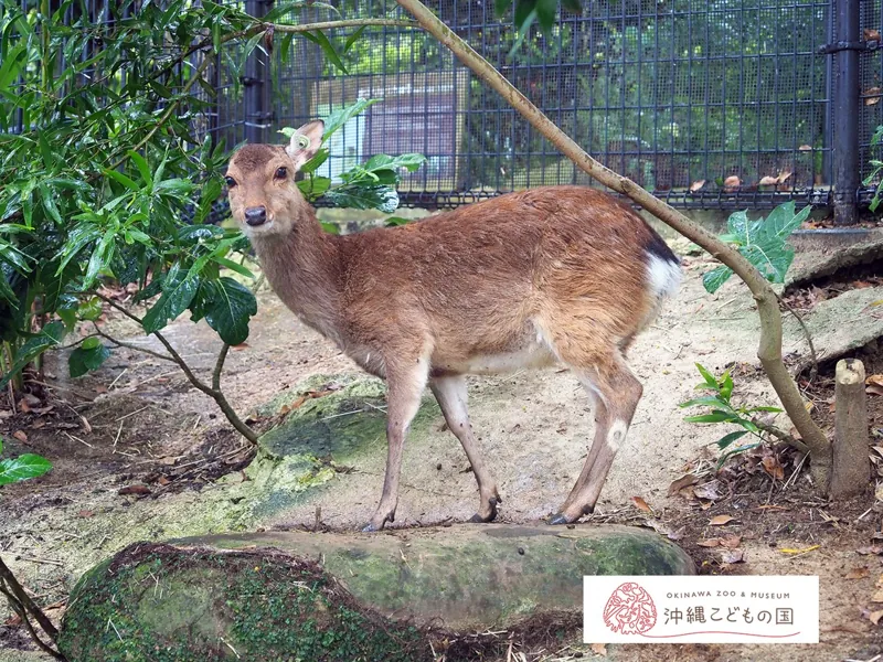 沖縄こどもの国 3