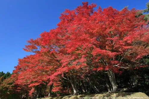 扇谷(松島四大観)
