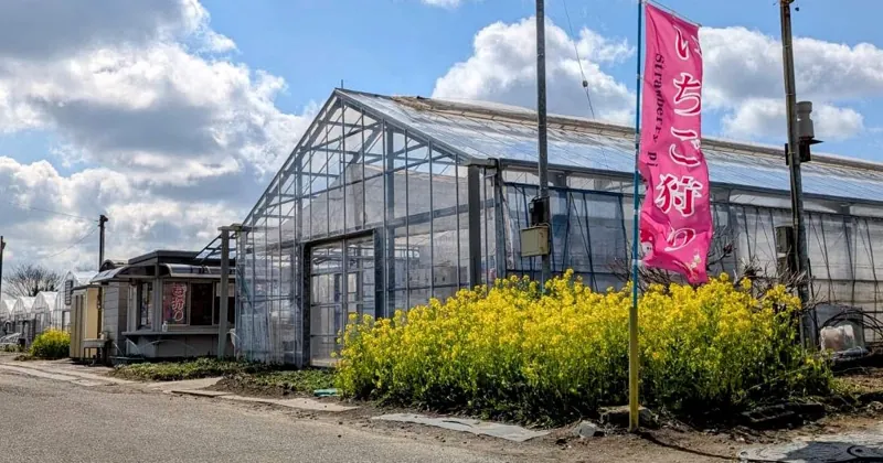 緑川苺園