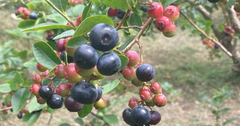 ブルーベリー摘み取り園 すずかガーデン
