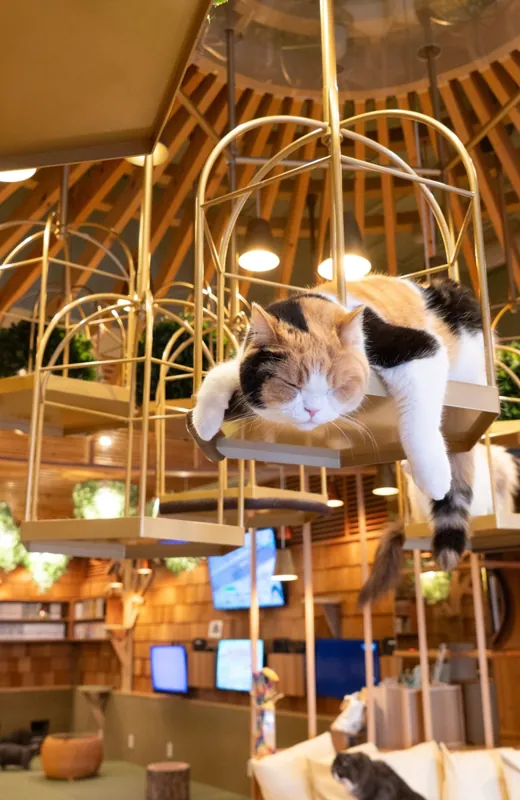 猫カフェ MOCHA 秋葉原店 2