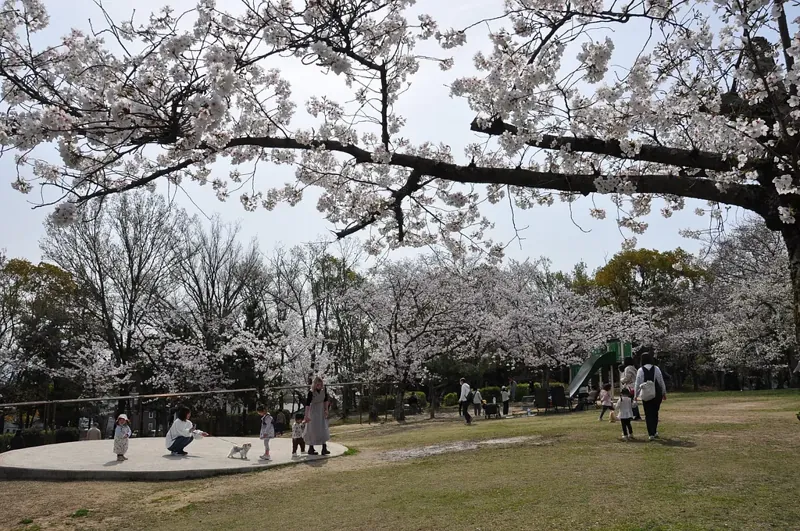さくら近隣公園