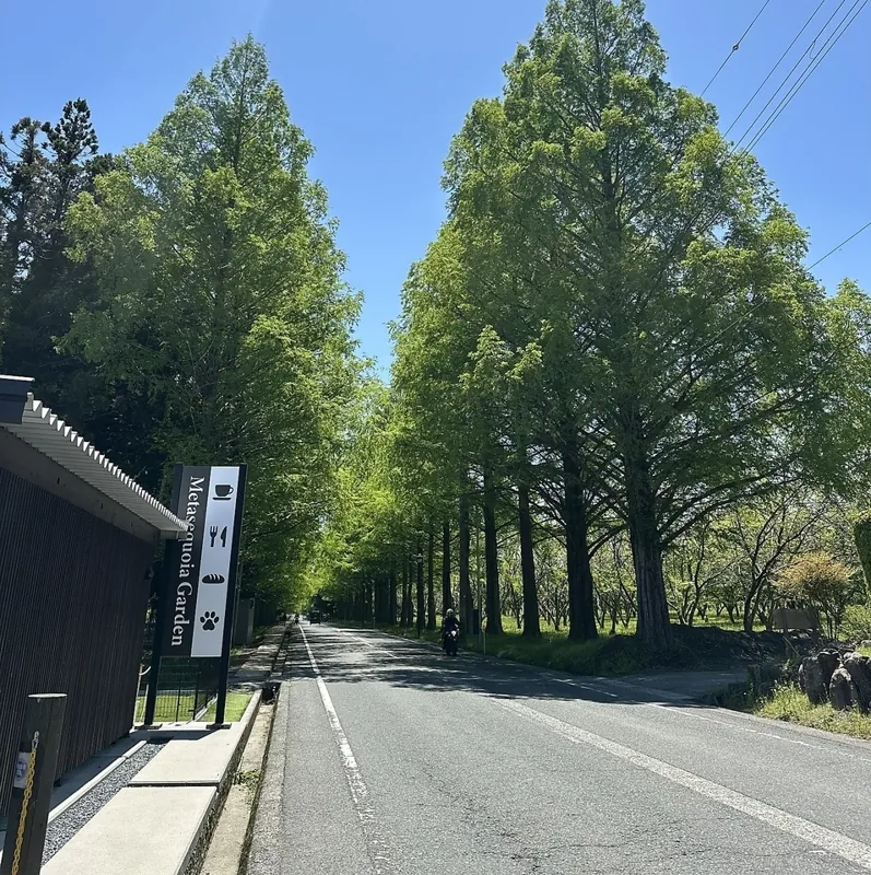 メタセコイアGARDEN 1