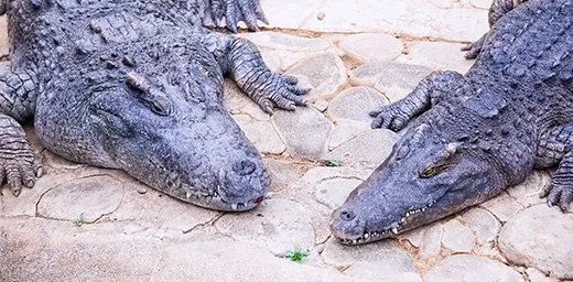 熱川バナナワニ園 2