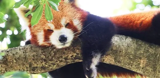 熱川バナナワニ園 3