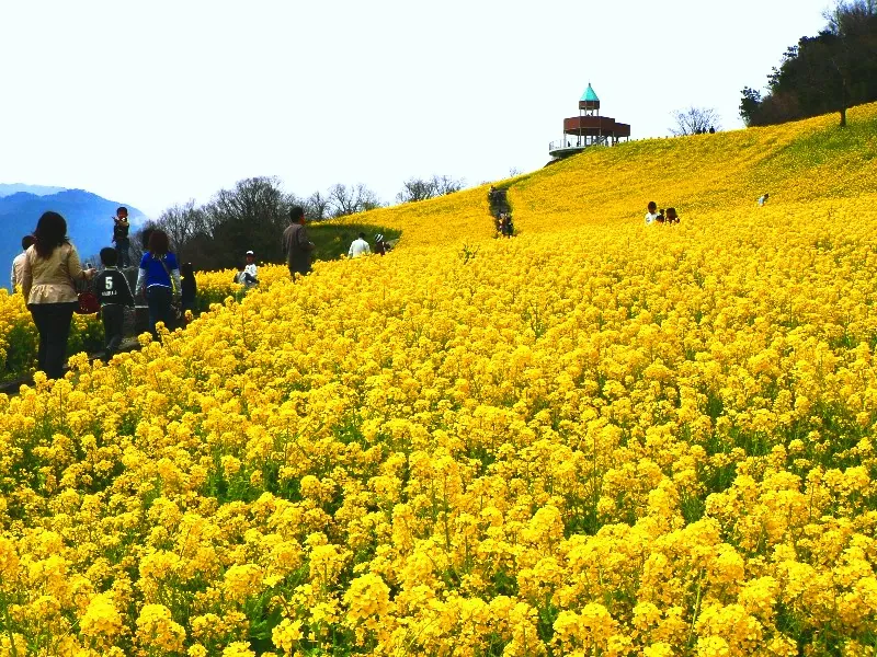 翠波高原
