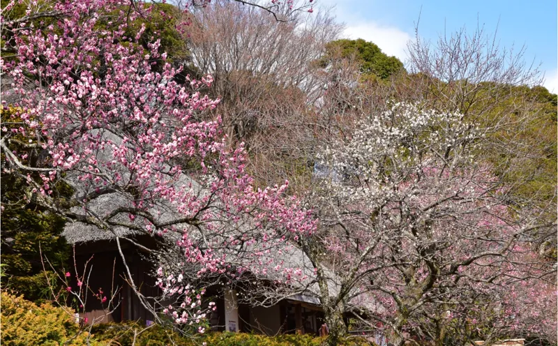 京王百草園