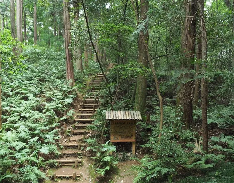 トトロの森 1号地