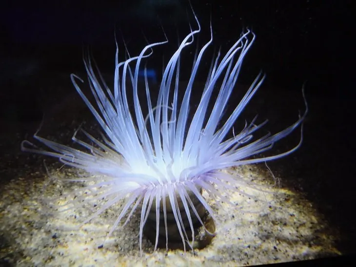 姫路市立水族館 2