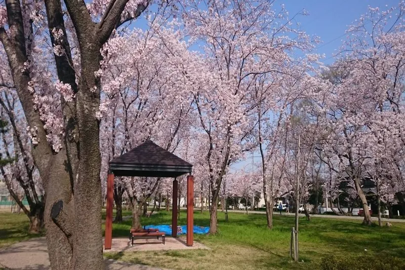 桜の森公園 3