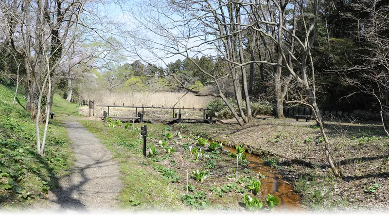 東北大学植物園 2