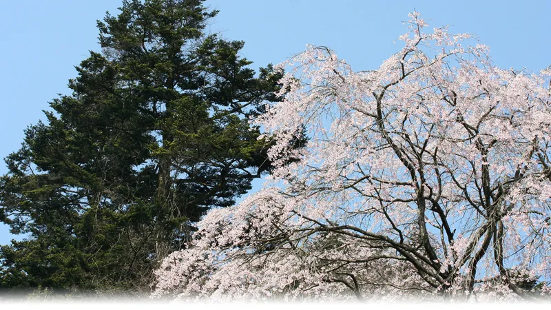 東北大学植物園 3