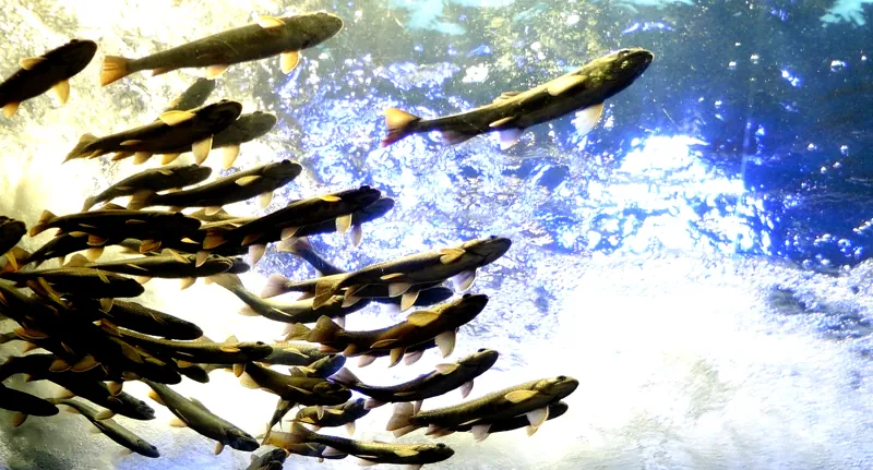 池田養魚場 2