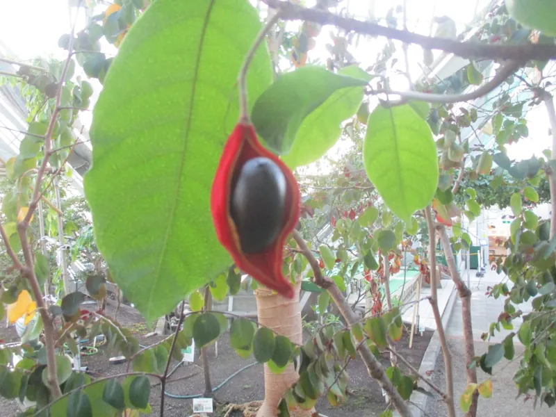 函館市熱帯植物園 2