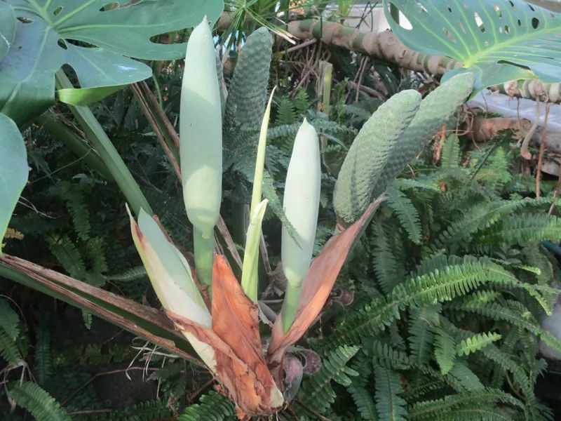 函館市熱帯植物園 3