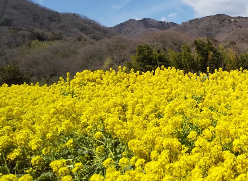 県立いせはら塔の山緑地公園