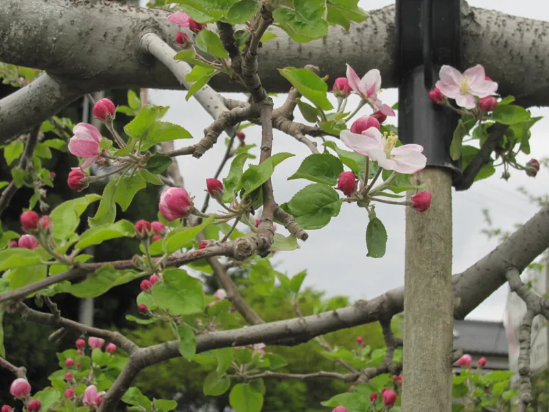正岡観光りんご園