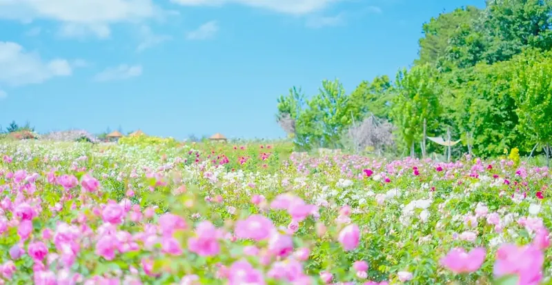 そらの花畑 世羅高原花の森