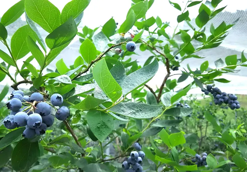 ブルーベリープラザ浦和