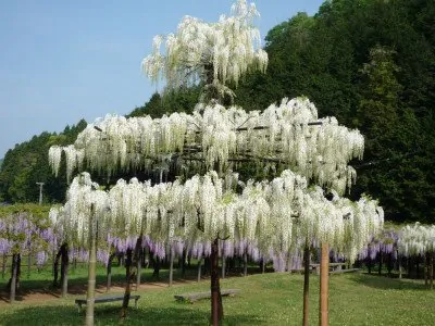 白井大町藤公園 2